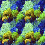 Ambiente, via libera Ue a stop prodotti da deforestazione