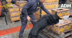 Gioia Tauro, sequestrate quasi 3 tonnellate di cocaina