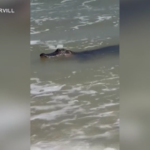 Usa, alligatore nuota sulla riva di una spiaggia in Alabama