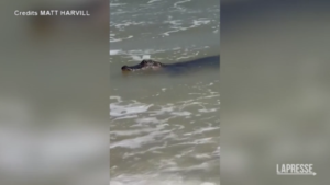 Usa, alligatore nuota sulla riva di una spiaggia in Alabama