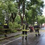 Maltempo, uomo morto a Reggio Calabria schiacciato da albero
