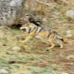 Chieti, lupo aggredisce cane e padrona