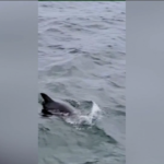 Usa, squalo bianco attacca foca in Massachusetts