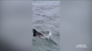 Usa, squalo bianco attacca foca in Massachusetts