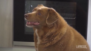 Guinness World Record, ecco Bobi: il cane più vecchio del mondo
