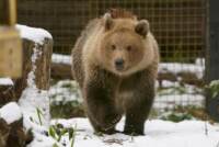 Boki, il cucciolo di orso di 10 mesi rifiutato dalla madre alla nascita