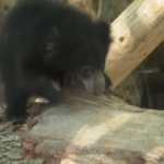 Usa, il debutto allo zoo di Philadelphia per due cuccioli di orso bradipo