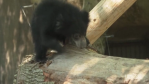 Usa, il debutto allo zoo di Philadelphia per due cuccioli di orso bradipo