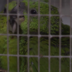 Florida, crescono i pappagalli nati dopo un sequestro in aeroporto