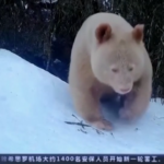 Cina, un raro panda bianco nella Riserva naturale di Wolong