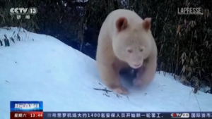 Cina, un raro panda bianco nella Riserva naturale di Wolong