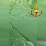 Venezia, chiazza verde in Canal Grande