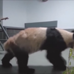 Cina, arrivato a Pechino il panda Ya Ya