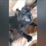 Libano, gattino intrappolato nei tubi di scarico: salvato dopo 3 giorni