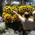 Fiori e piante per far crollare CO2 e polveri sottili