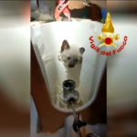 Torino, Vigili del Fuoco salvano un gattino di tre mesi