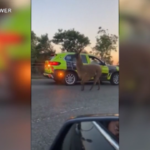 Regno Unito, un lama a spasso per la strada blocca il traffico