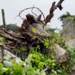 Isole Okinawa colpite da tempesta tropicale in Giappone: 8 feriti