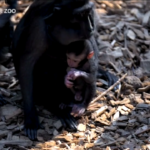 Regno Unito, lo zoo di Chester celebra la nascita di un raro macaco