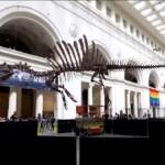 Usa, lo Spinosaurus fa il suo debutto al Field Museum di Chicago