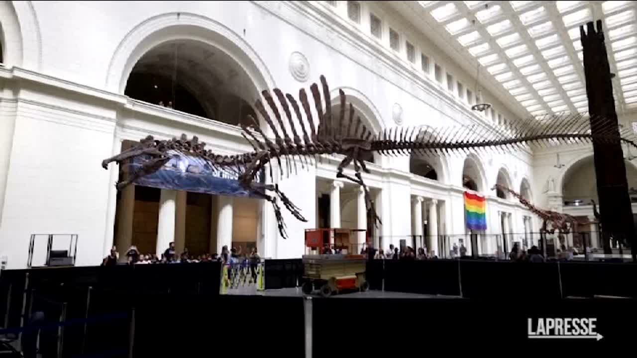 Usa, lo Spinosaurus fa il suo debutto al Field Museum di Chicago LaPresse
