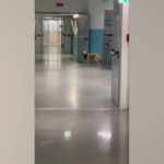 Catanzaro: in video cani randagi in ospedale Lamezia Terme