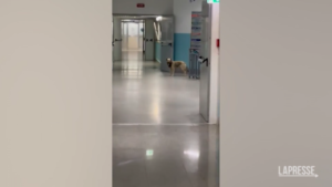 Catanzaro: in video cani randagi in ospedale Lamezia Terme