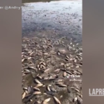 Ucraina, presidenza Kiev twitta video pesci morti: “È ecocidio”