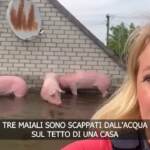 Crolla diga in Ucraina, maiali cercano rifugio sul tetto di una casa