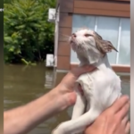 Ucraina, a Kherson il salvataggio di un gatto dall’alluvione