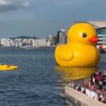 Hong Kong, si sgonfia una delle anatre giganti nel porto di Victoria
