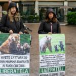 Orsa JJ4, Consiglio Stato: niente abbattimento fino al 13 luglio