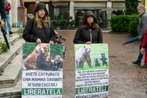 Manifestazione ambientalista per liberazione orsa JJ4 a Trento