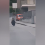 Trentino, orso in centro ad Arco: il video