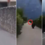 Trentino, orso si aggira in centro ad Arco