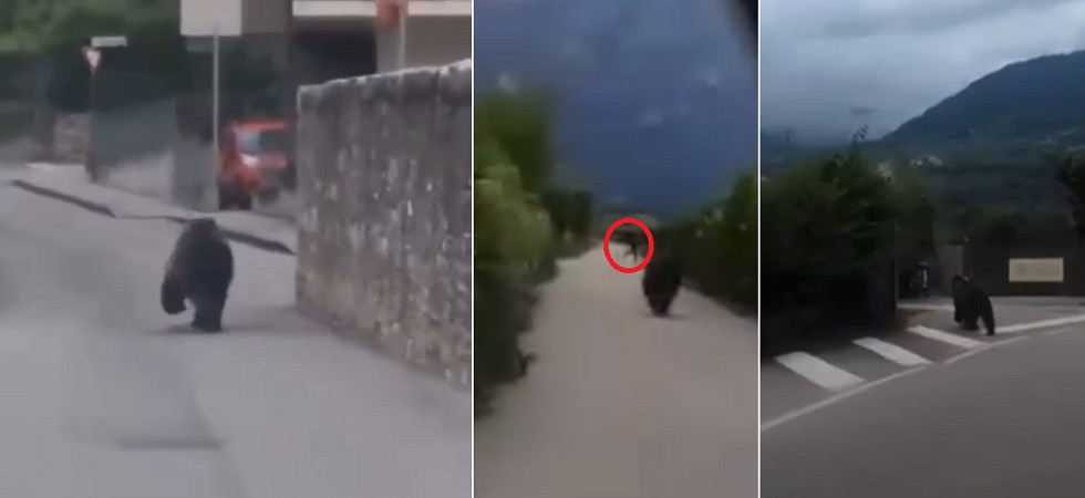Trentino, orso si aggira in centro ad Arco