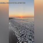 Texas, migliaia di pesci morti sulla spiaggia di Freeport