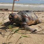 Termoli, una tartaruga marina gigante spiaggiata su lungomare