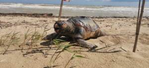 Termoli, una tartaruga marina gigante spiaggiata su lungomare