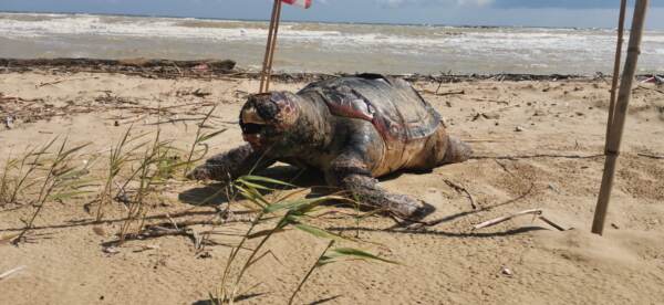 Termoli, una tartaruga marina gigante spiaggiata su lungomare