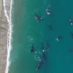 Argentina, decine di balene franche australi radunate al largo della costa