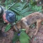 Colombia, continuano ricerche cane addestrato per trovare bimbi nella giunga