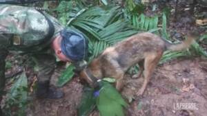 Colombia, continuano ricerche cane addestrato per trovare bimbi nella giunga