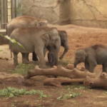 Germania, nello zoo di Colonia è nato un nuovo cucciolo di elefante