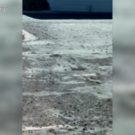 Nevada, la città di Elko invasa dai grilli