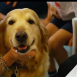 Roma, cani in corsia all’ospedale Bambino Gesù: torna la Pet Therapy
