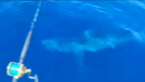 Livorno, avvistato uno squalo bianco