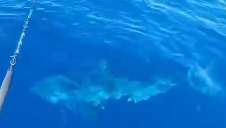 Livorno, squalo bianco al largo della costa