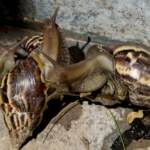 Lumache giganti in Florida, scatta quarantena