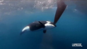 Spagna, orche attaccano barche dell’Ocean Race
